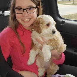 Cockapoo Puppies from Maple’s Cockapoo Puppies