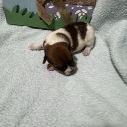 Boy 3 - Brown and white male Jack Russell Terrier puppy in Greeneville, Tennessee from Wampler Jacks