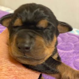 German Pinscher Puppies from Windamir German Pinschers