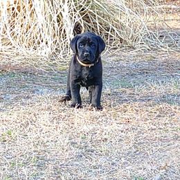 Expected litter January 2026 - Black male Labrador Retriever puppy in Prince George, Virginia from Kingdom Kenelz Labradors