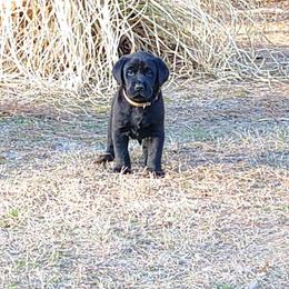 Expected litter January 2026 - Black male Labrador Retriever puppy in Prince George, Virginia from Kingdom Kenelz Labradors