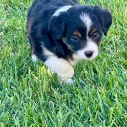 Onyx - Black tri female Miniature Australian Shepherd puppy in California from Eagle River Aussies