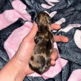 Shaded cream dapple - Dapple male Dachshund puppy in Cattaraugus County, New York from H&C’s Dachshunds and Retrievers