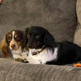 Leia - Dachshund
