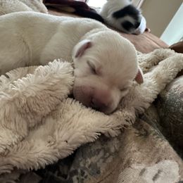 Labrador Retriever Puppies from TGO shed antler dogs