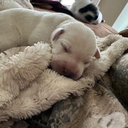 Labrador Retriever Puppies from TGO shed antler dogs