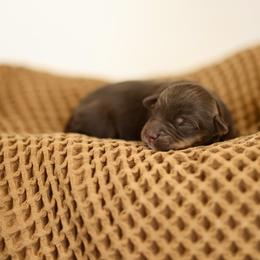 Red Bull - male Australian Mountain Doodle puppy in Spanish Fork, Utah from Little Puppy Co.