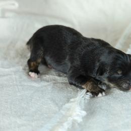 Puppy 5 - Black tri-color female Australian Shepherd puppy in Avoca, Iowa from Danker Farms