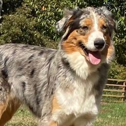 Ashlyn - Australian Shepherd