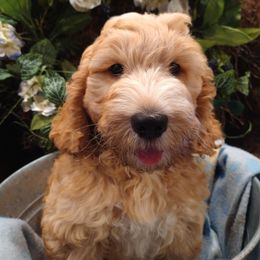Hansel (med) - Goldendoodle puppy in Plantation, Florida from BAJAdoodles