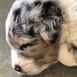 Australian Shepherd Puppies from Woodhaven Aussies