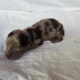 Opal - Dapple female Dachshund puppy in Eldon, Missouri from Pure Joy Dachshunds