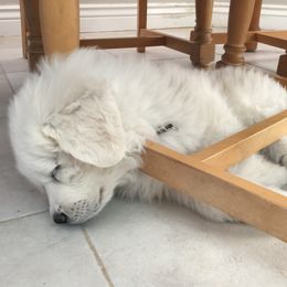 Great Pyrenees Puppies from Sugar Pine Pyrenees