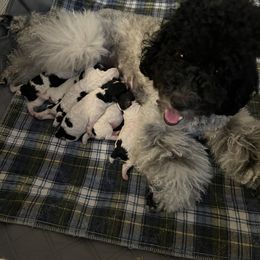 Poodle Puppies from Fluffy Friends Poodles