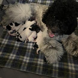 Poodle Puppies from Fluffy Friends Poodles