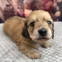 Patsy AKC - Cream female Dachshund puppy in Jena, Louisiana from Amy’s Mini Doxies