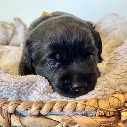Yellow Collar Girl - Labrador Retriever puppy from Salt Run Retrievers