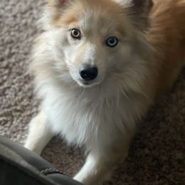 Sunny - Pomsky