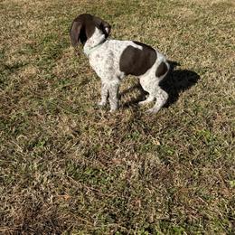 German Shorthaired Pointer Puppies from Nakeyta Morgan