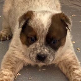 Boy 2 - male Australian Cattle Dog puppy in Libby, Montana from RnB Cattle Dogs LLC