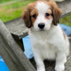 Nederlandse Kooikerhondje Puppies from Golden Gate Kooikers