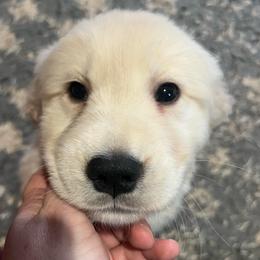 Naruto Matched with Doug - Light golden male Golden Retriever puppy in Murfreesboro, Tennessee from ATW Retrievers