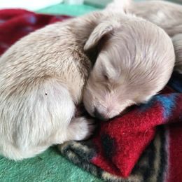 Blue Boy - Cream male Dachshund puppy in Madison, Wisconsin from CC's Dachshunds