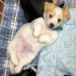 Dachshund Puppies from Gypsy Miniature Dachshunds