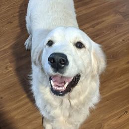 Dani - Golden Retriever