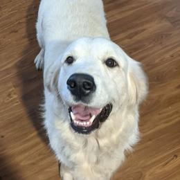 Dani - Golden Retriever