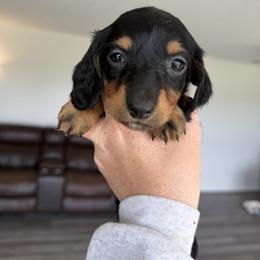 Bowser - Black and tan male Dachshund puppy in Stamford, Texas from West Texas Miniature Dachshunds
