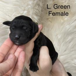 L. Green - Stormy - Black female Goldendoodle puppy in Orange City, Florida from Rainbow Doodle