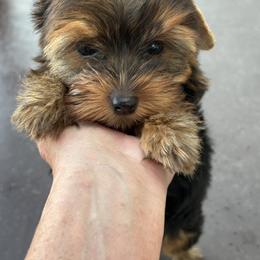 Yorkshire Terrier Puppies from Your Key Breeder