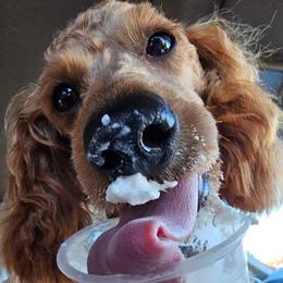Aussiedoodle, Cavapoo, and Poodle All Grown Up from B&M Cottonwood Canines