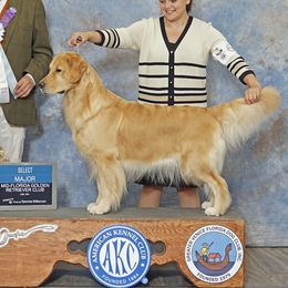 Golden Retrievers from Westbound Goldens