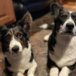 Cardigan Welsh Corgis from Shinra Cardigan Welsh Corgis