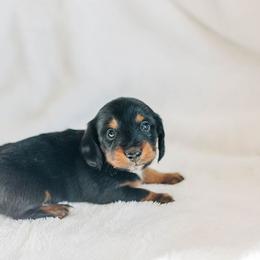 Dachshund Puppies from Iowa Dachshunds