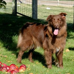 Australian Shepherds from Einhorn Aussies