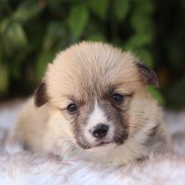 Girl 4 - Fawn female Pembroke Welsh Corgi puppy in Caliente, California from Rafter Cross 7