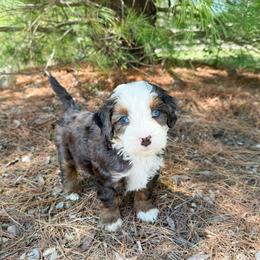 Salvy - Blue merle male Bernedoodle puppy in Wamego, Kansas from Doodles of Oz