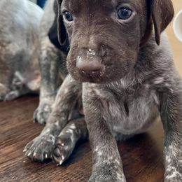 German Shorthaired Pointer Puppies from Fortin’s German Shorthaired Pointers