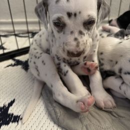 Tigger - White and liver brown male Dalmatian puppy in Fort Cavasos, Texas from Mainstreet Dalmation