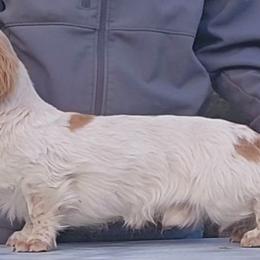 Stanley - Dachshund