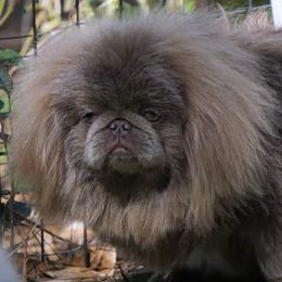 Ultron  - Pekingese