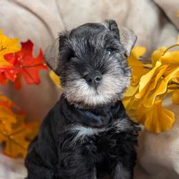 Male 1 - Salt and pepper male Miniature Schnauzer puppy in Brenham, Texas from Ashley Martinez