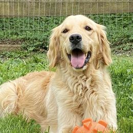 Charm - Golden Retriever