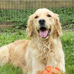 Charm - Golden Retriever