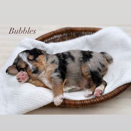 Girl 1 - Blue merle female Aussiedoodle puppy in Manteca, California from Silva Ranch Doodles