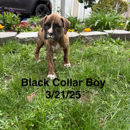Black Collar Boy - Brindle Boxer puppy in East Longmeadow, Massachusetts from Boxer Bliss