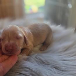 Peg - Cream female Dachshund puppy in Grant, Michigan from Low Down Dashchuand